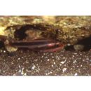 Apogon semiornatus Peters, 1876