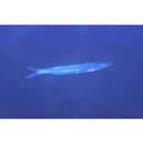 Sphyraena japonica Bloch and Schneider, 1801