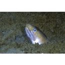 Ophichthus asakusae Jordan et Snyder, 1901