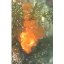 Rhinopias argoliba Eschmeyer, Hirosaki et Abe, 1973