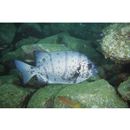 Oplegnathus fasciatus (Temminck et Schlegel, 1844) X Oplegnathus punctatus (Temminck et Schlegel, 1844)