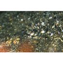 Vanderhorstia kizakura Iwata, Shibukawa et Ohnishi, 2007