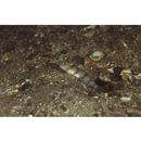 Vanderhorstia kizakura Iwata, Shibukawa et Ohnishi, 2007