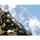 Chaetodon lunulatus Quoy et Gaimard, 1825