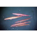 Sphyraena japonica Bloch and Schneider, 1801