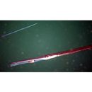 Fistularia petimba Lacepede, 1803