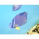 Chaetodon auripes Jordan et Snyder, 1901