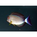 Acanthurus xanthopterus Valenciennes, 1835