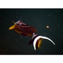 Chaetodon auripes Jordan et Snyder, 1901