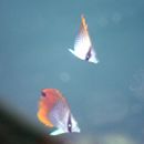 Chaetodon auriga Forsskal, 1775