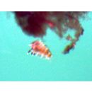 Dendrochirus brachypterus (Cuvier, 1829)