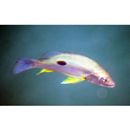 Lutjanus russellii (Bleeker, 1849)