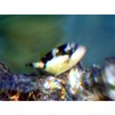 Balistoides viridescens (Bloch et Schneider, 1801)