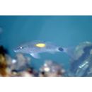 Parupeneus indicus (Shaw, 1803)