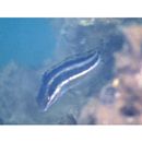 Petroscirtes breviceps (Valenciennes, 1836)