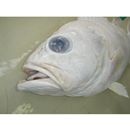 Sebastes flammeus (Jordan et Starks, 1904)