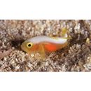 Lubricogobius dinah Randall et Senou, 2001