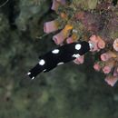 Bodianus axillaris (Bennett, 1832)