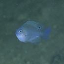 Pomacentrus cuneatus Allen, 1991