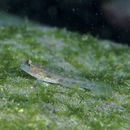 Istigobius hoshinonis (Tanaka, 1917)