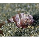 Scorpaenopsis cotticeps Fowler, 1938