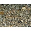 Thysanophrys celebica (Bleeker, 1854)