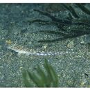 Repomucenus ornatipinnis (Regan, 1905)