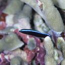 Labroides dimidiatus (Valenciennes, 1839)