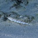 Synodus dermatogenys Fowler, 1912