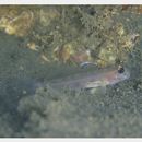 Istigobius hoshinonis (Tanaka, 1917)