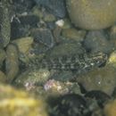 Tridentiger trigonocephalus (Gill, 1859)