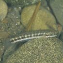 Sicyopterus japonicus (Tanaka, 1909)