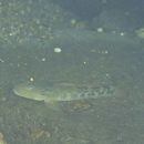 Rhinogobius nagoyae Jordan et Seale, 1906