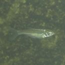 Tribolodon hakonensis (Gunther, 1877)