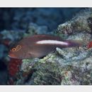 Paracirrhites arcatus (Cuvier, 1829)