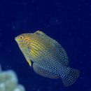 ショートノーズ・ラス