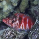 Cirrhitops fasciatus (Bennett, 1828)