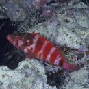 Cirrhitops fasciatus (Bennett, 1828)