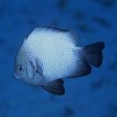 ハワイアン・ダシルス