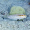 Coris venusta Vaillant et Sauvage, 1875