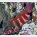 Cirrhitops fasciatus (Bennett, 1828)