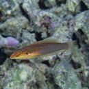 Coris venusta Vaillant et Sauvage, 1875