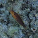 Coris venusta Vaillant et Sauvage, 1875