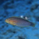 Coris venusta Vaillant et Sauvage, 1875