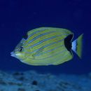 Chaetodon fremblii Bennett, 1828