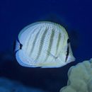 マルチバンド・バタフライフィッシュ