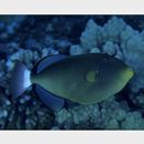 Melichthys vidua (Richardson, 1845)