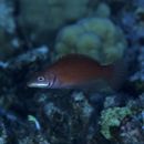 Pseudocheilinus evanidus Jordan et Evermann, 1903