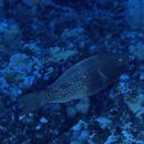 Scarus rubroviolaceus Bleeker, 1847