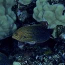 ショートノーズ・ラス